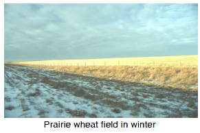 Prairie wheat field in winter