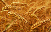 Wheat field